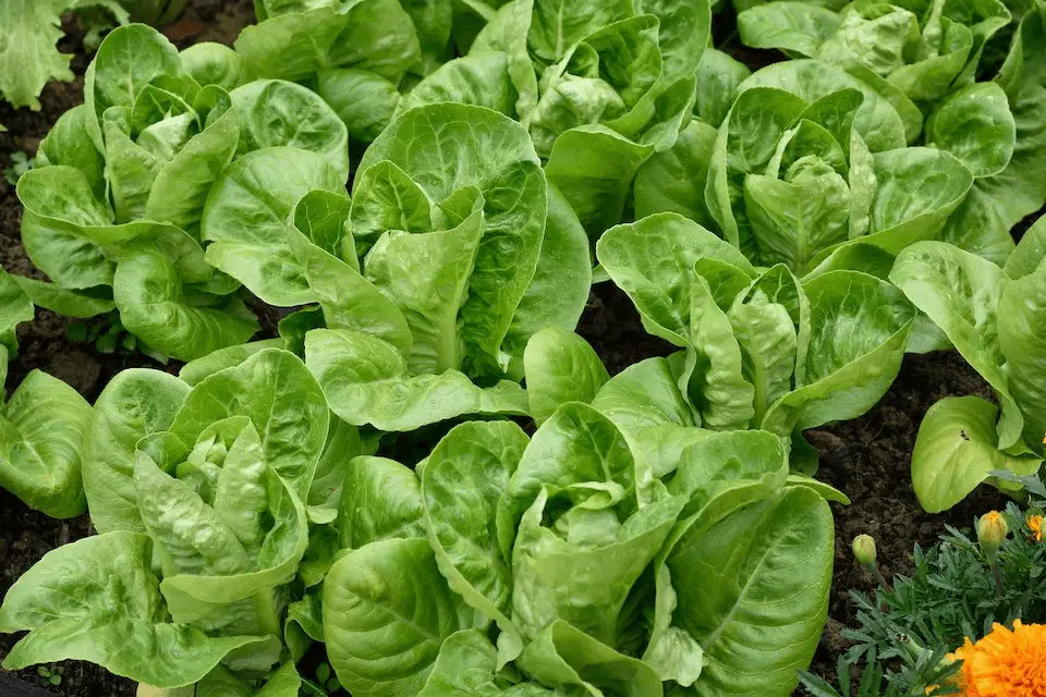 how to grow little gem lettuce