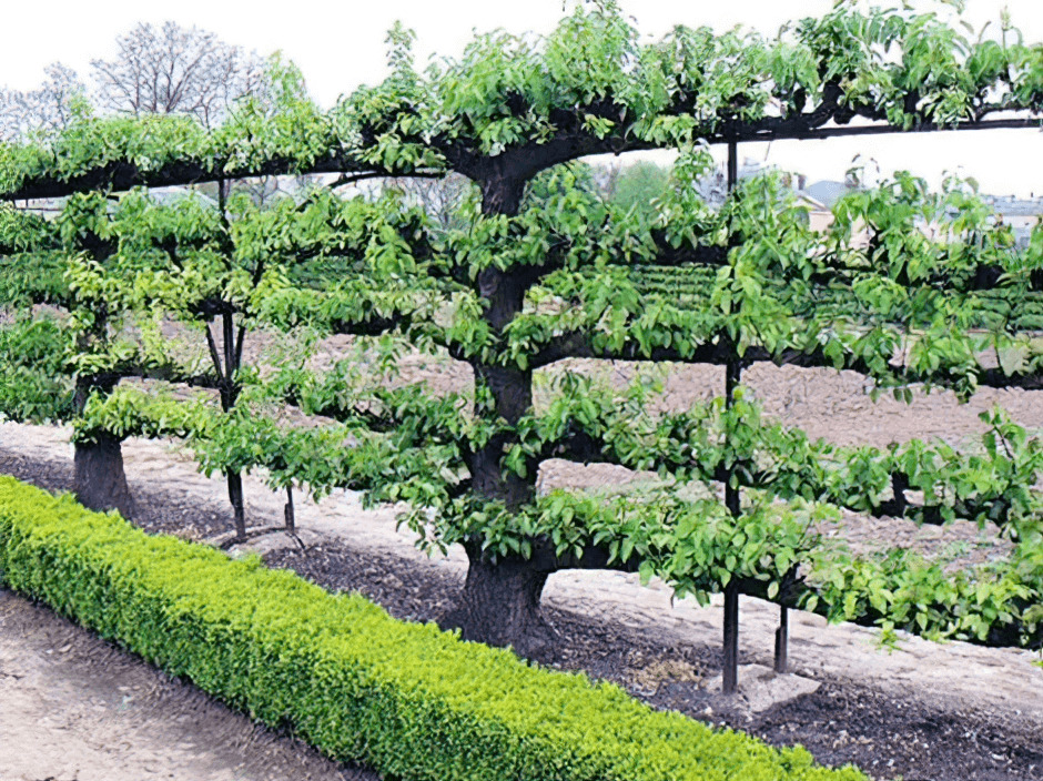 How to Espalier Apple Trees