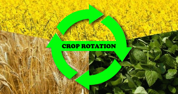 crop-rotation-for-soil-health