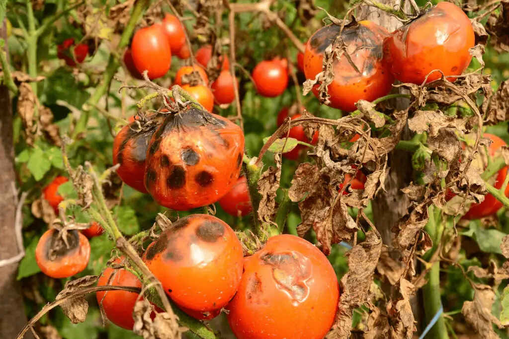 early signs of tomato blight