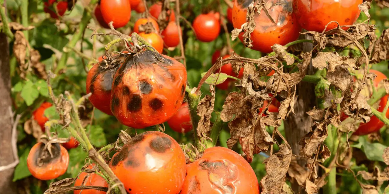 Early Signs of Tomato Blight and How to Manage It