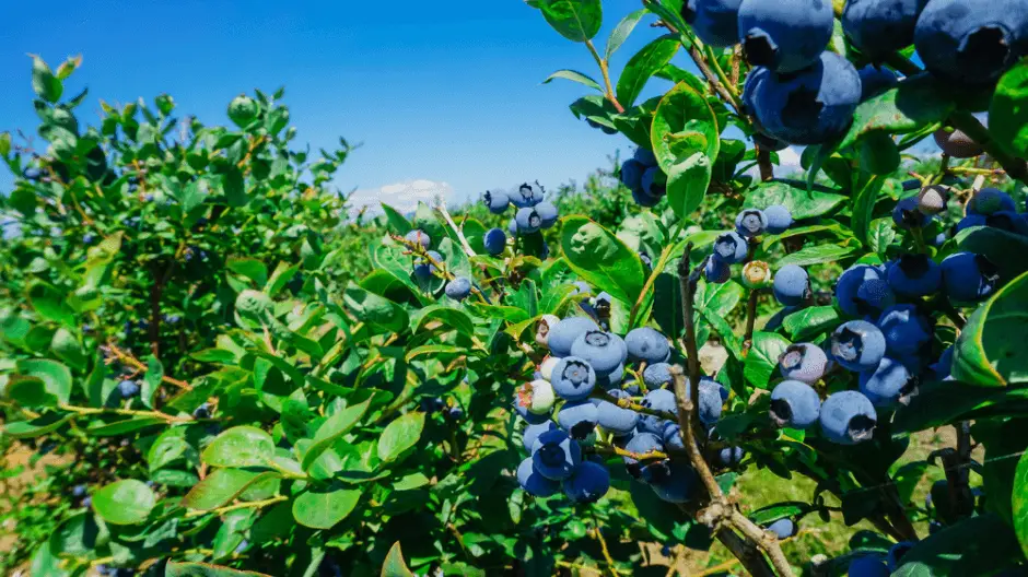 growing blueberries in acidic soil