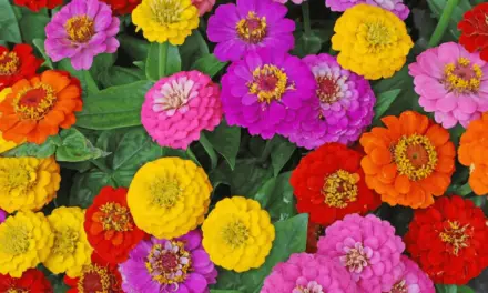 How to Grow Zinnias: A Blooming Marvel for Every Garden