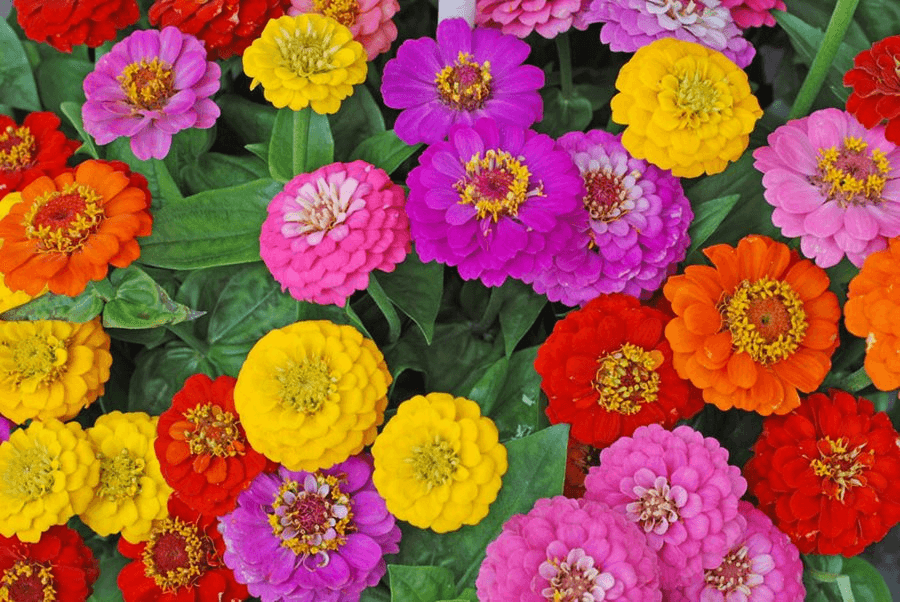 how to grow zinnias