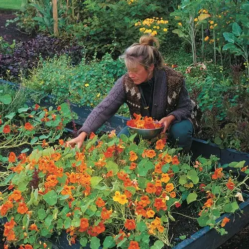 how to grow edible flowers